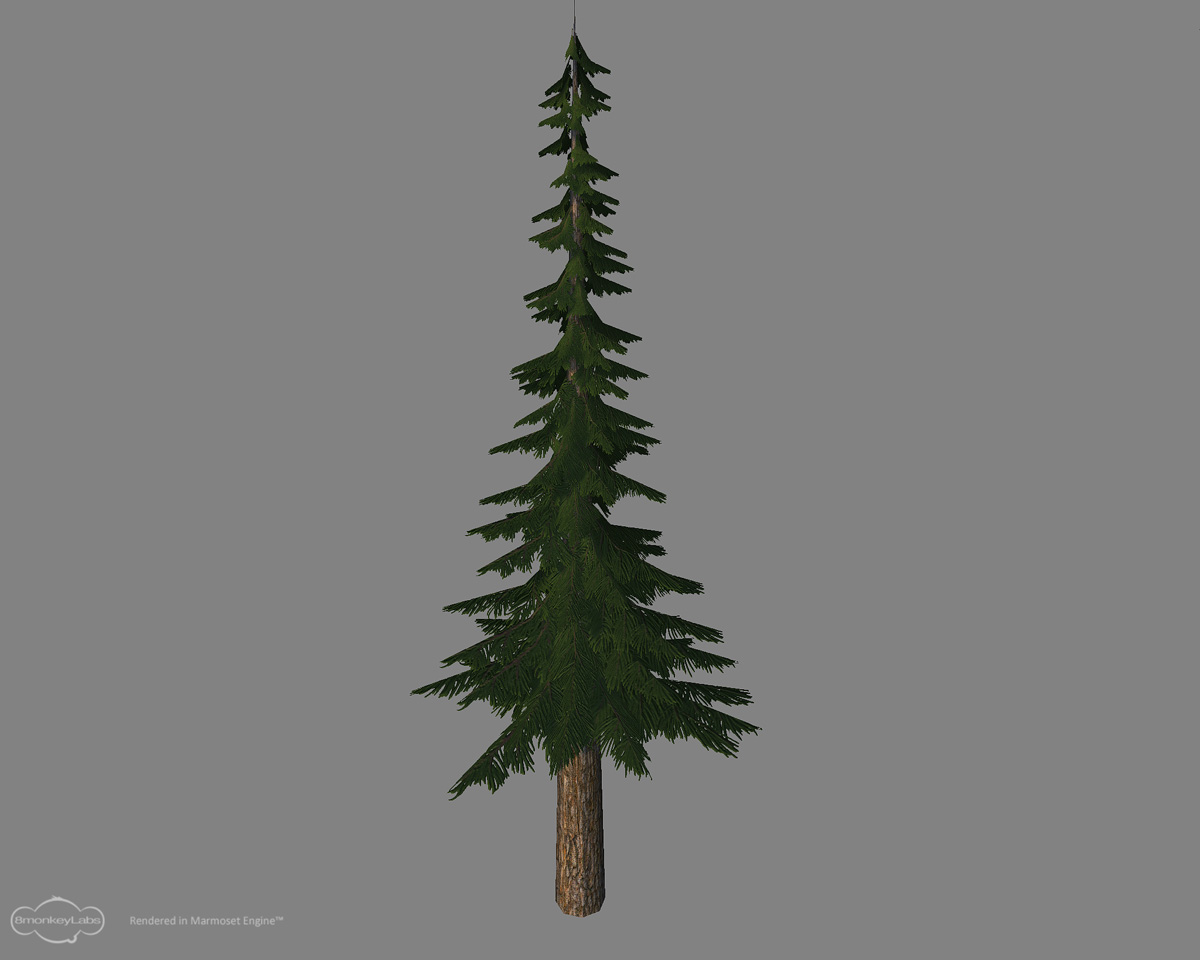 Conifer.jpg