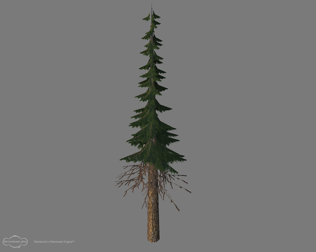 Conifer02.jpg